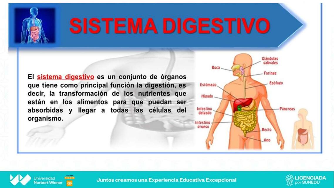 SISTEMA DIGESTIVO