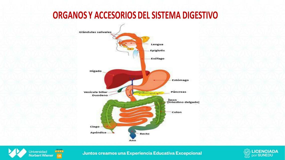 ORGANOS ANEXOS