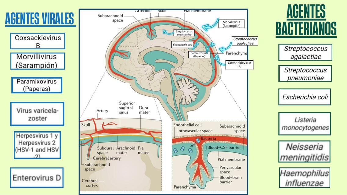 Meningitis bacteriana y viral