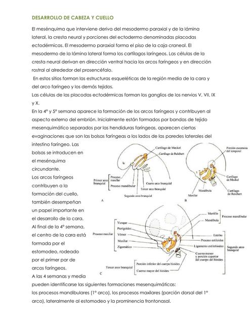 DESARROLLO DE CABEZA Y CUELLO