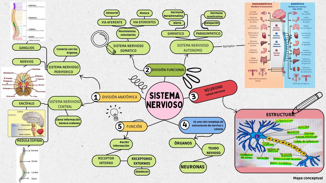 Sistema Nervioso