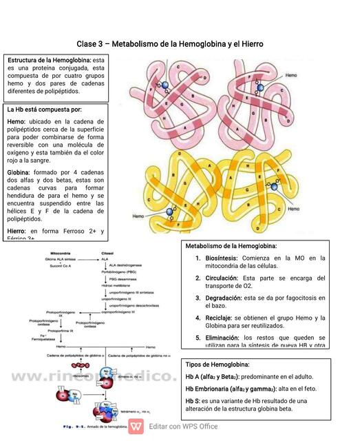 Clase 3 Metabolismo de Hb y Hierro