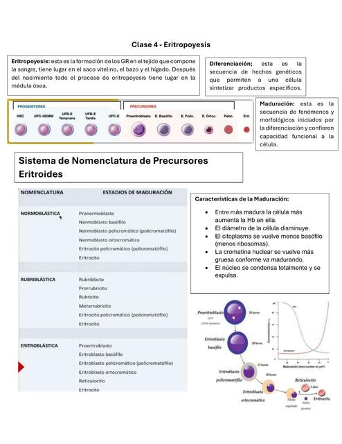 Clase 4 Eritropoyesis