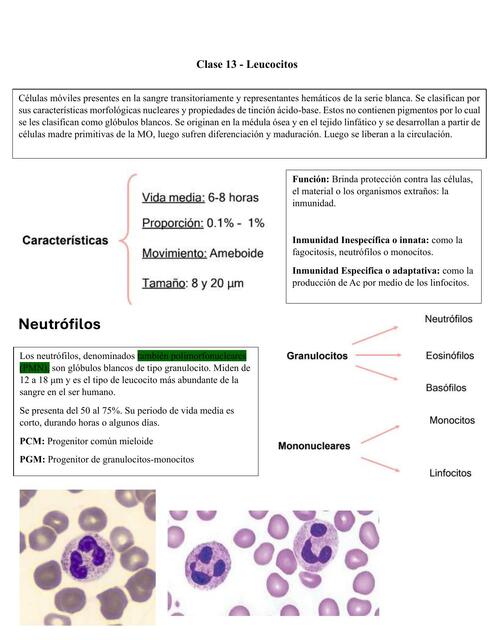Clase 13 Leucocitos