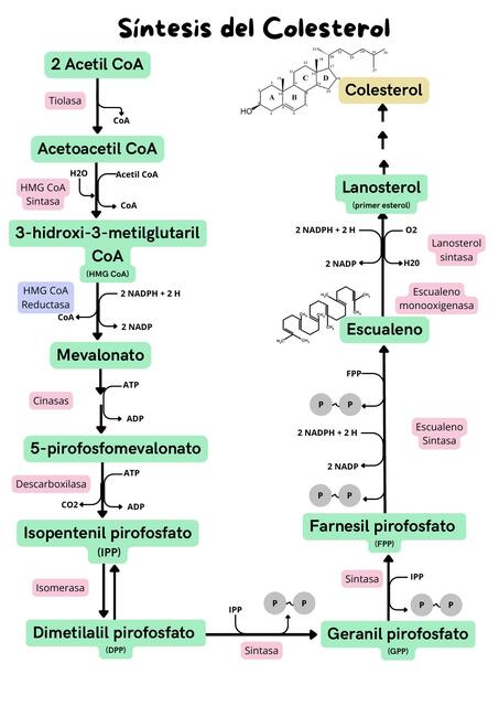 Metabolismo del Colesterol