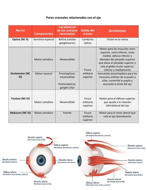 pares craneales relacionados al ojo