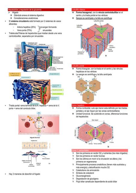 Hepatobiliar y regulación de la glucemia