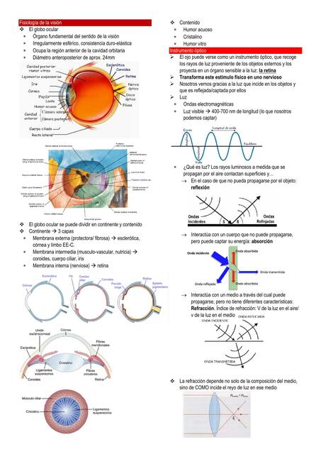 Fisiología de la visión