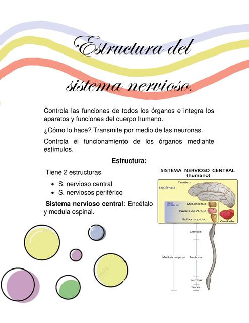 Estructura del sistema nervioso