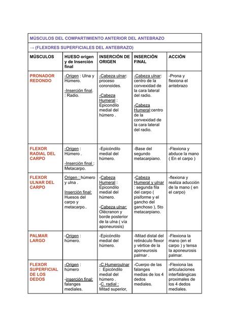 Músculos del antebrazo y la mano