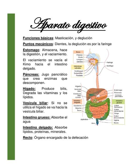 Aparato digestivo