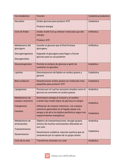 funciones vías metabólicas