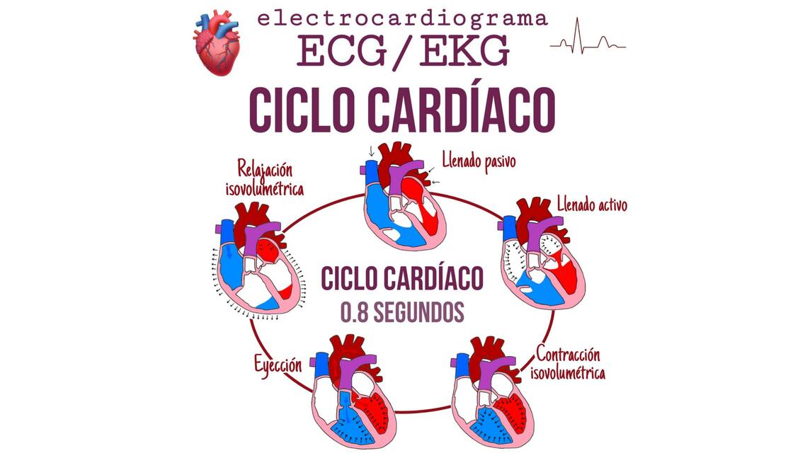 Ciclo cardíaco