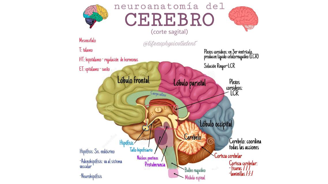 neuroanatomía del cerebro