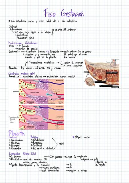 Fisiología Gestación