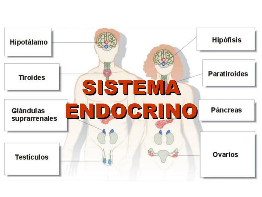 Sistema endocrino 