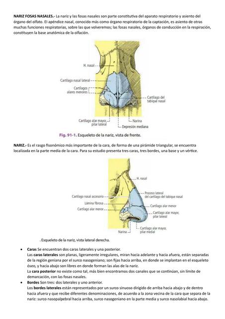 Nariz y Fosas Nasales
