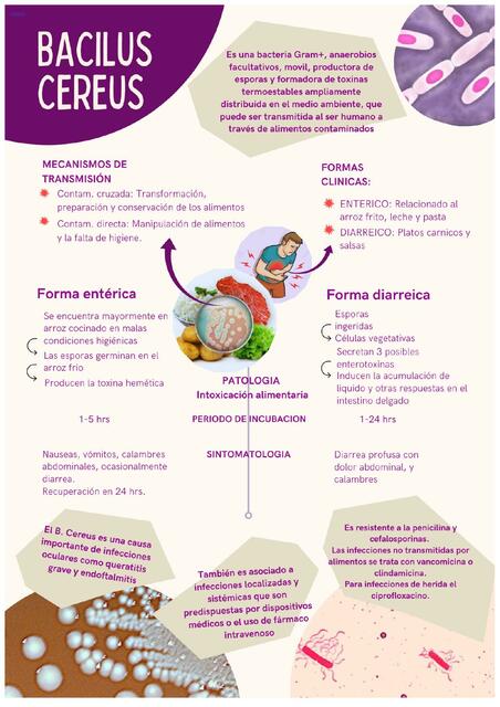 Api Bacilus BACILUS CEREUS | Nerida Mamani | uDocz