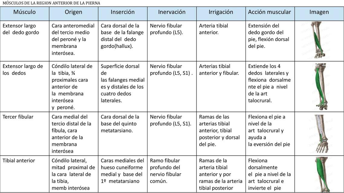 musculos miembros inferiores