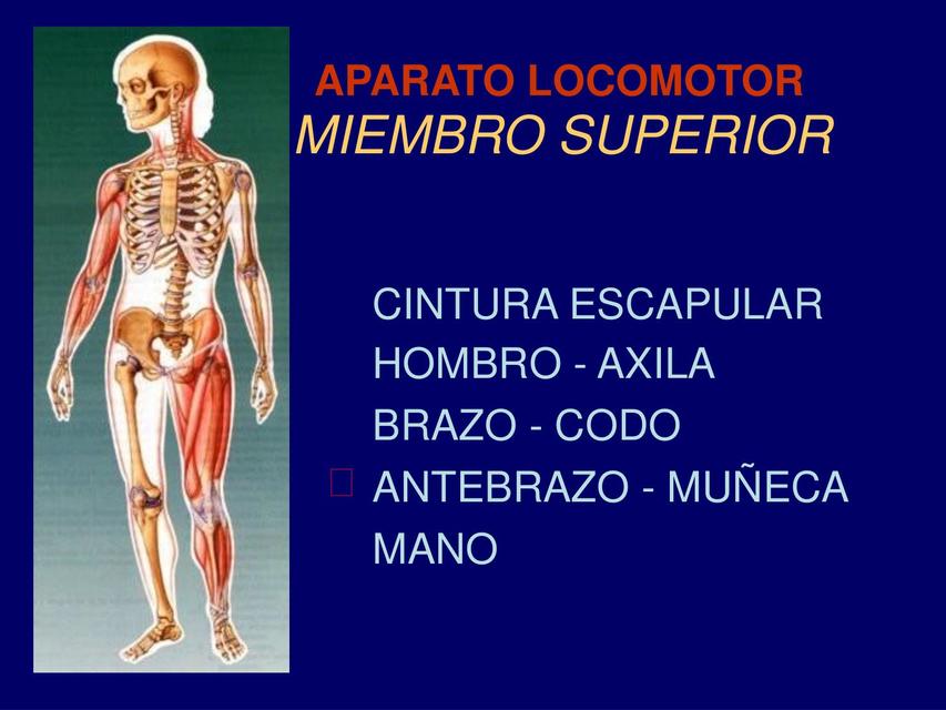 ANATOMIA  antebrazo y muñeca 