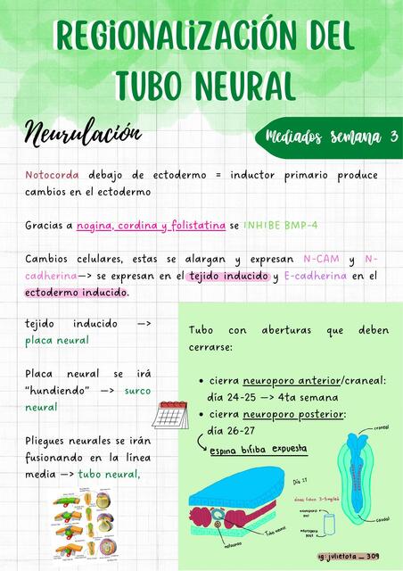 Regionalización del Tubo Neural