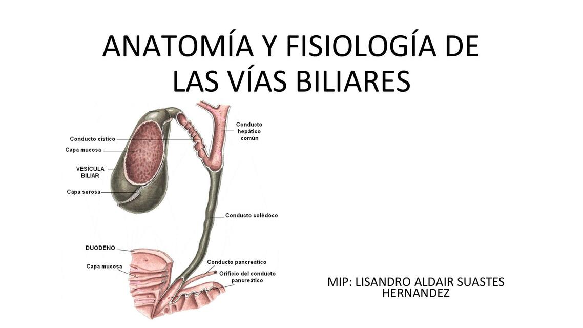 anatomayfisiologadelasvasbiliares