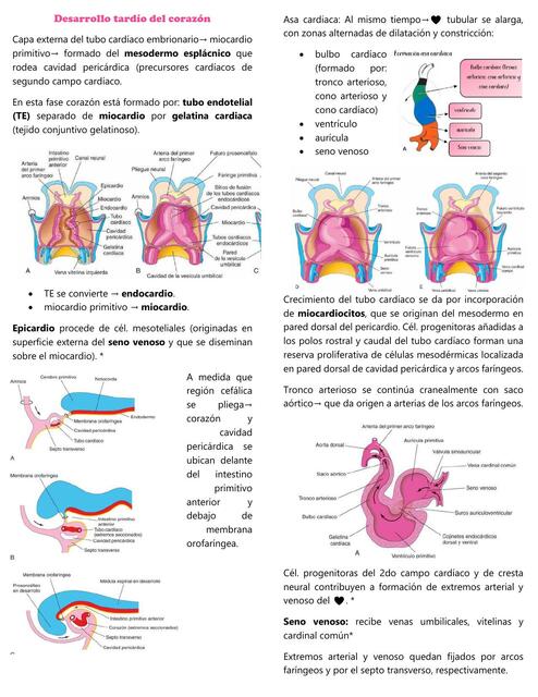 Desarrollo tardío del corazón