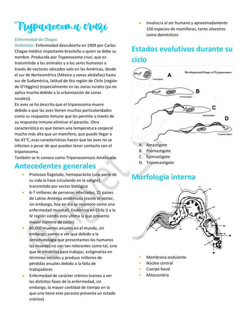 9. Trypanosoma cruzi