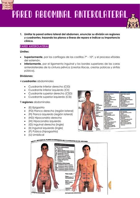 PARED ABDOMINAL ANTEROLATERAL