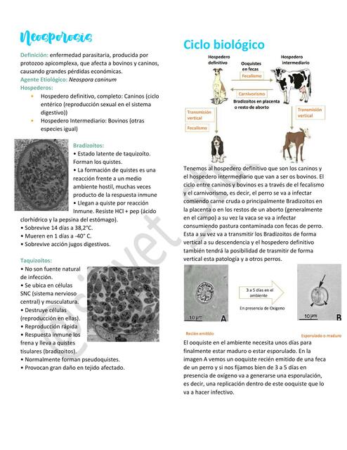 13 Neosporosis