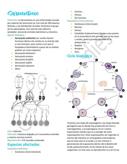 16. Sarcocistosis