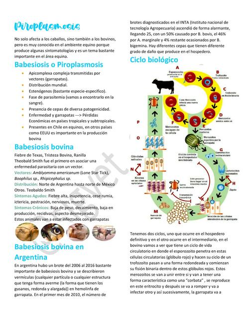 17. Piroplasmosis