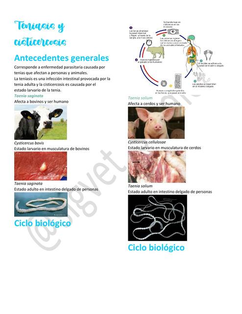 21. Teniasis y cisticercosis