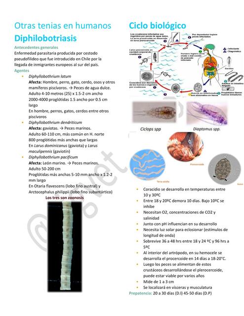 23. Otras tenias en humanos