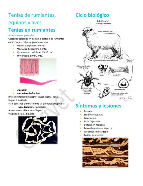 24. Tenias de rumiantes equinos y aves