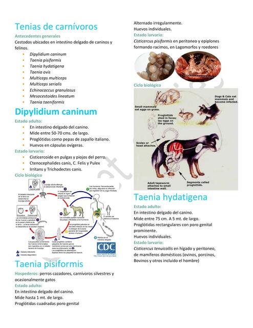 25. Tenias de carnívoros