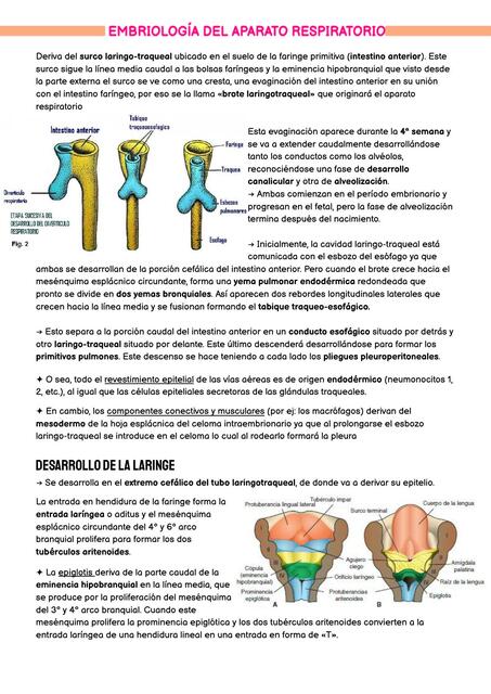 embriología del aparato respiratorio