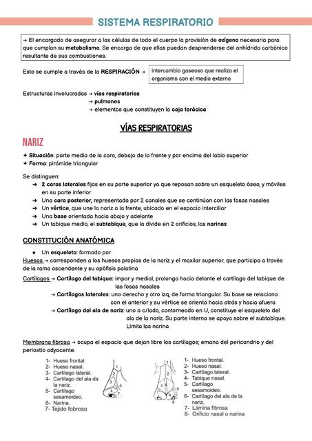 Sistema respiratorio anatomía