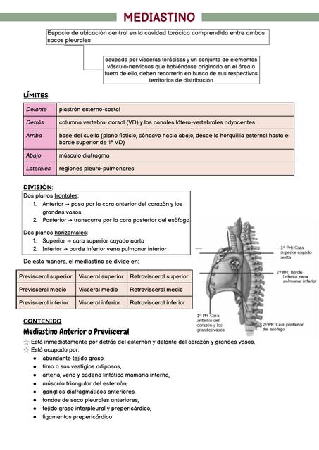 mediastino - anatomía