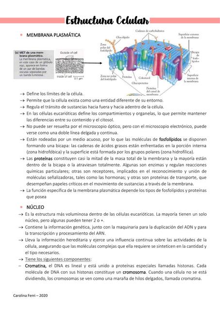 2 Estructura Celular