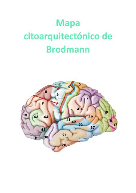 Mapa citoarquitectónico de Brodmann