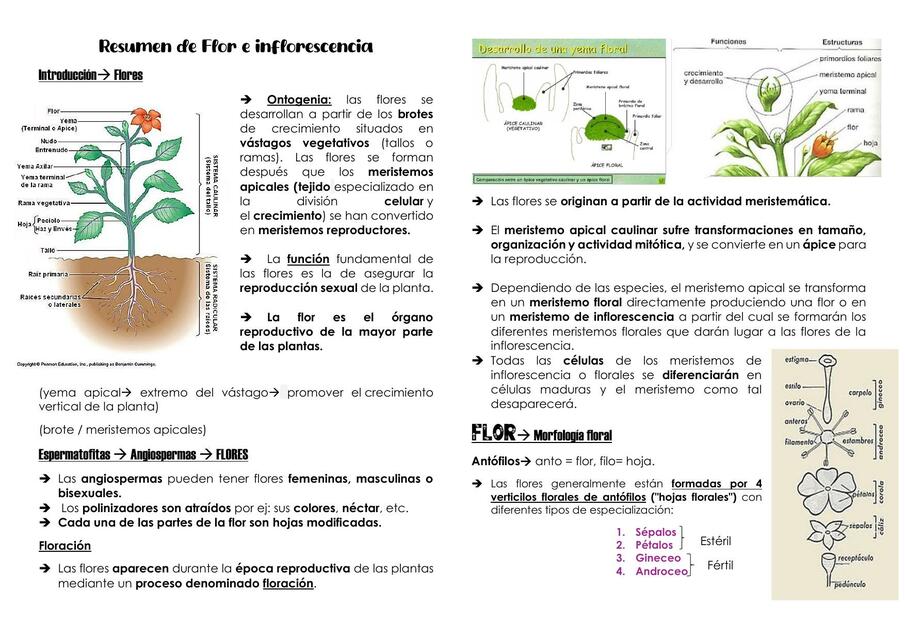 Resumen/notas de Flor e inflorescencia (sin reproducción)