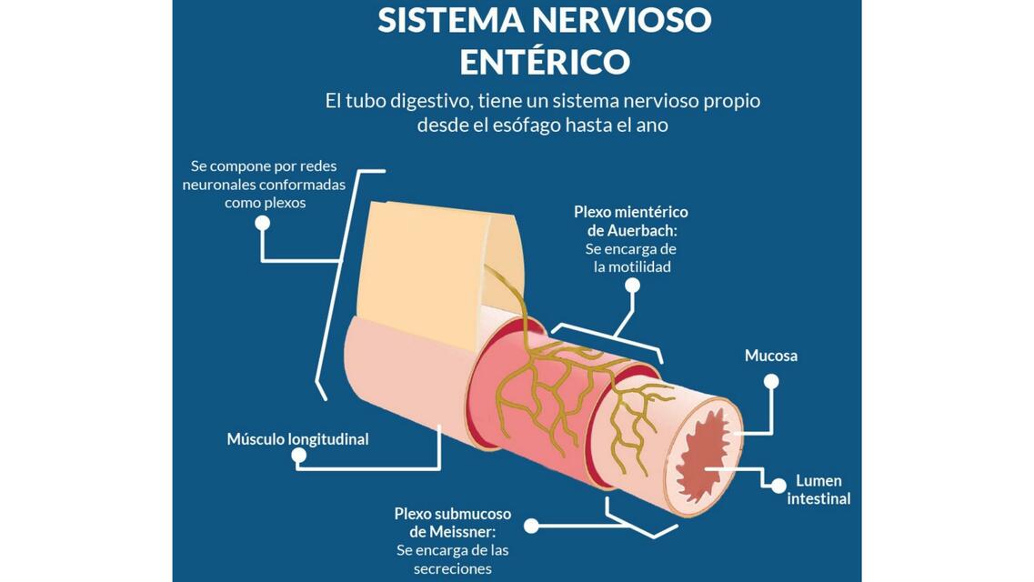 Sistema nervioso entérico