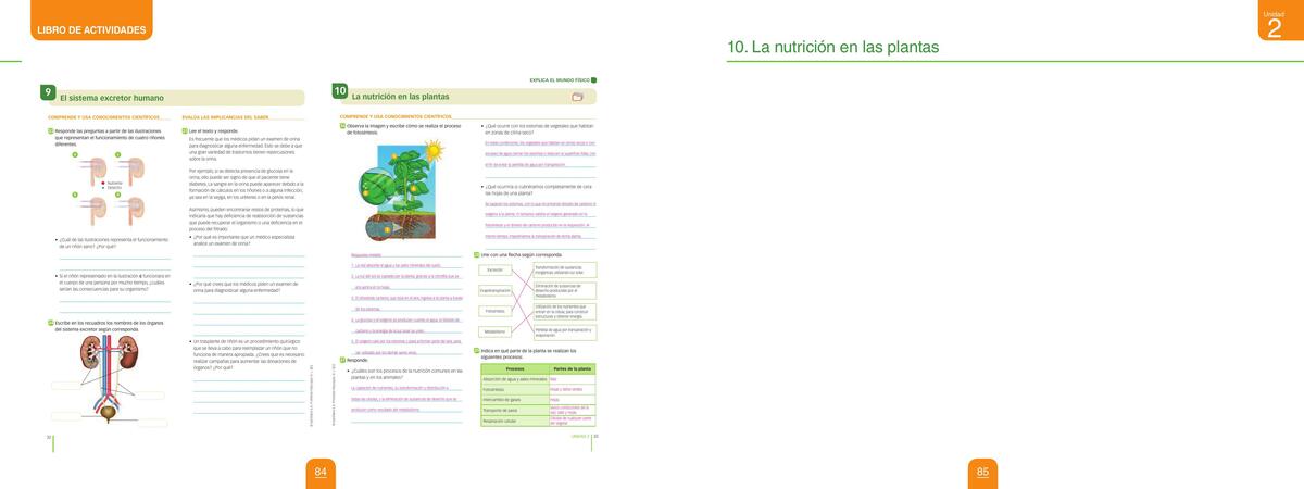 Actividad 09 El sistema excretor humano