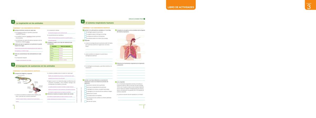 Actividad 06 El sistema respiratorio humano