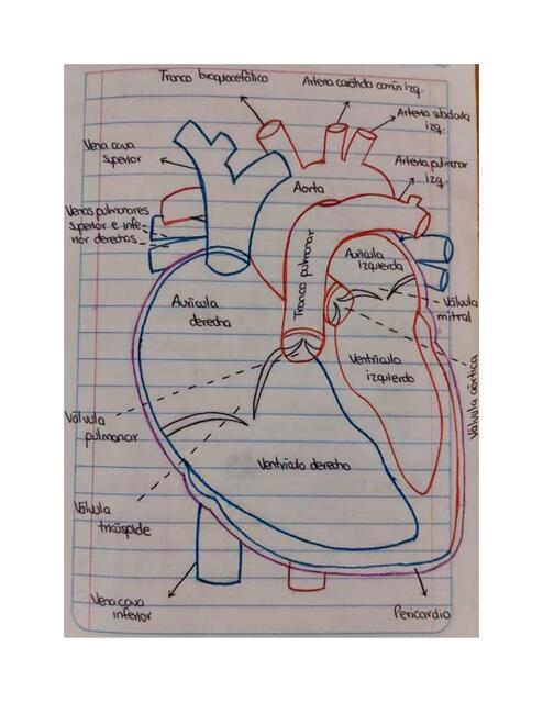 Anatomía del corazón