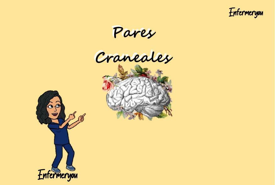 Flash card pares craneales