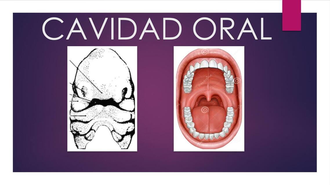 CAVIDAD ORAL PRESENTACIÓN