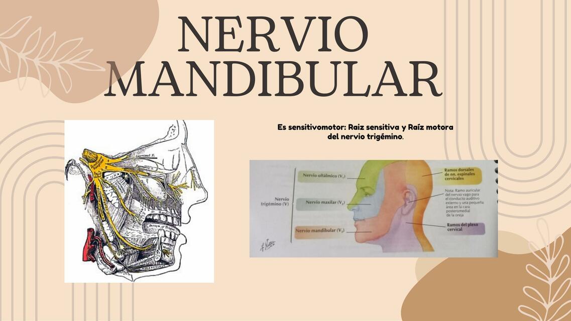 NERVIO MANDIBULAR