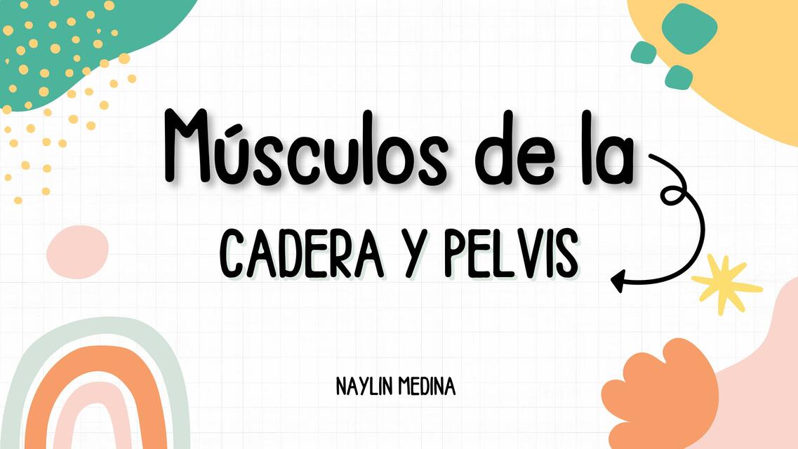 Musculos de cadera y Pelvis